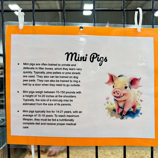 mini pigs