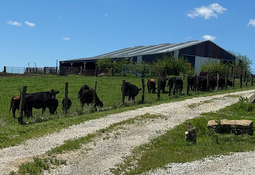 steer lined up at fence