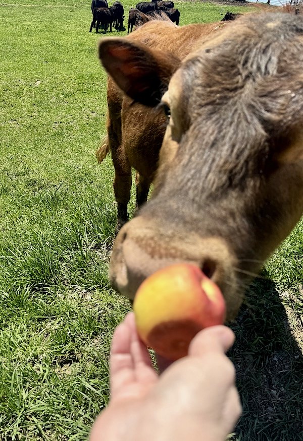 apple and cow
