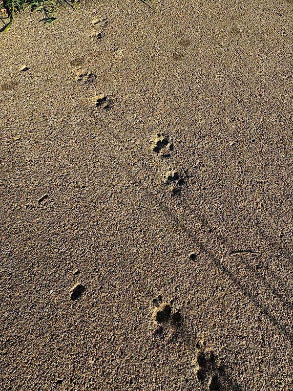 paw tracks