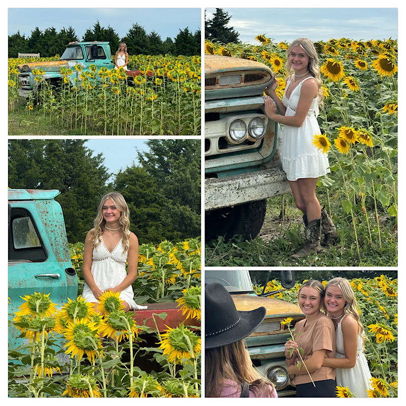 kansas comfort sunflowers