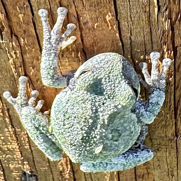 up close tree frog