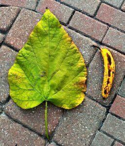 fall leaves