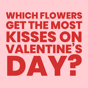 Which flowers get the most kisses on Valentine's Day